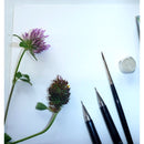 Clairefontaine Clairefontaine A4 Herbier Botanical Sketch Book 180gsm