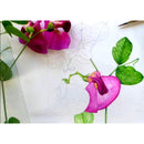 Clairefontaine Clairefontaine A4 Herbier Botanical Sketch Book 180gsm